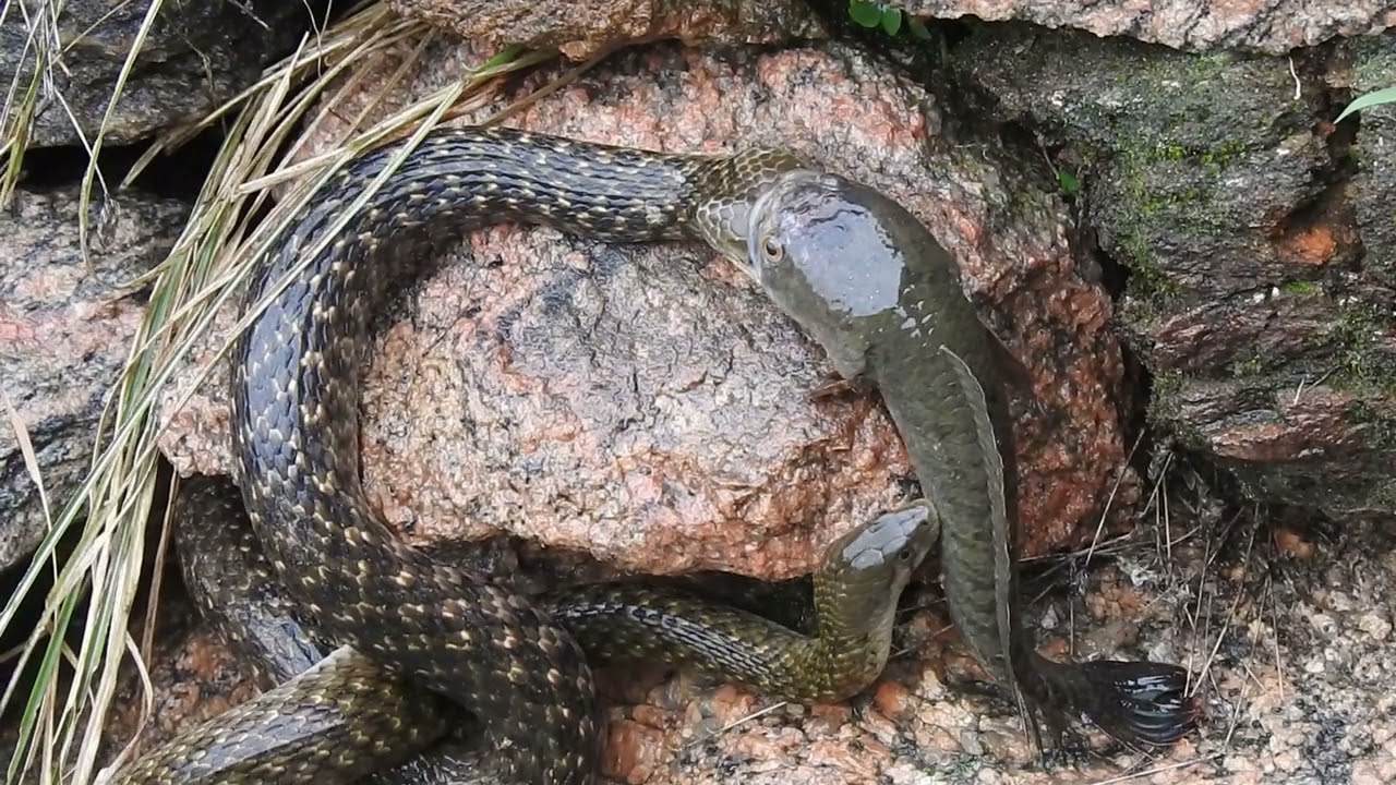 VÍDEO: peixe abocanha cobra e é abocanhado por outra cobra em duelo a três | ND Mais