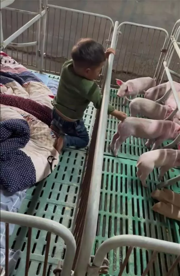 Đóng giường cho con 2 tuổi nằm trong chuồng lợn, ông bố đưa lý do khiến nhiều người bất ngờ - Ảnh 2.