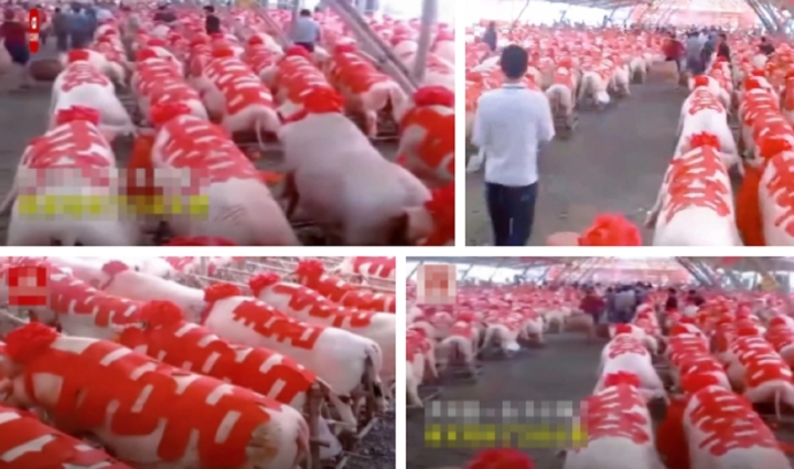 Dân mạng choáng váng xem clip cô dâu mang 288 con lợn về nhà chồng - 1